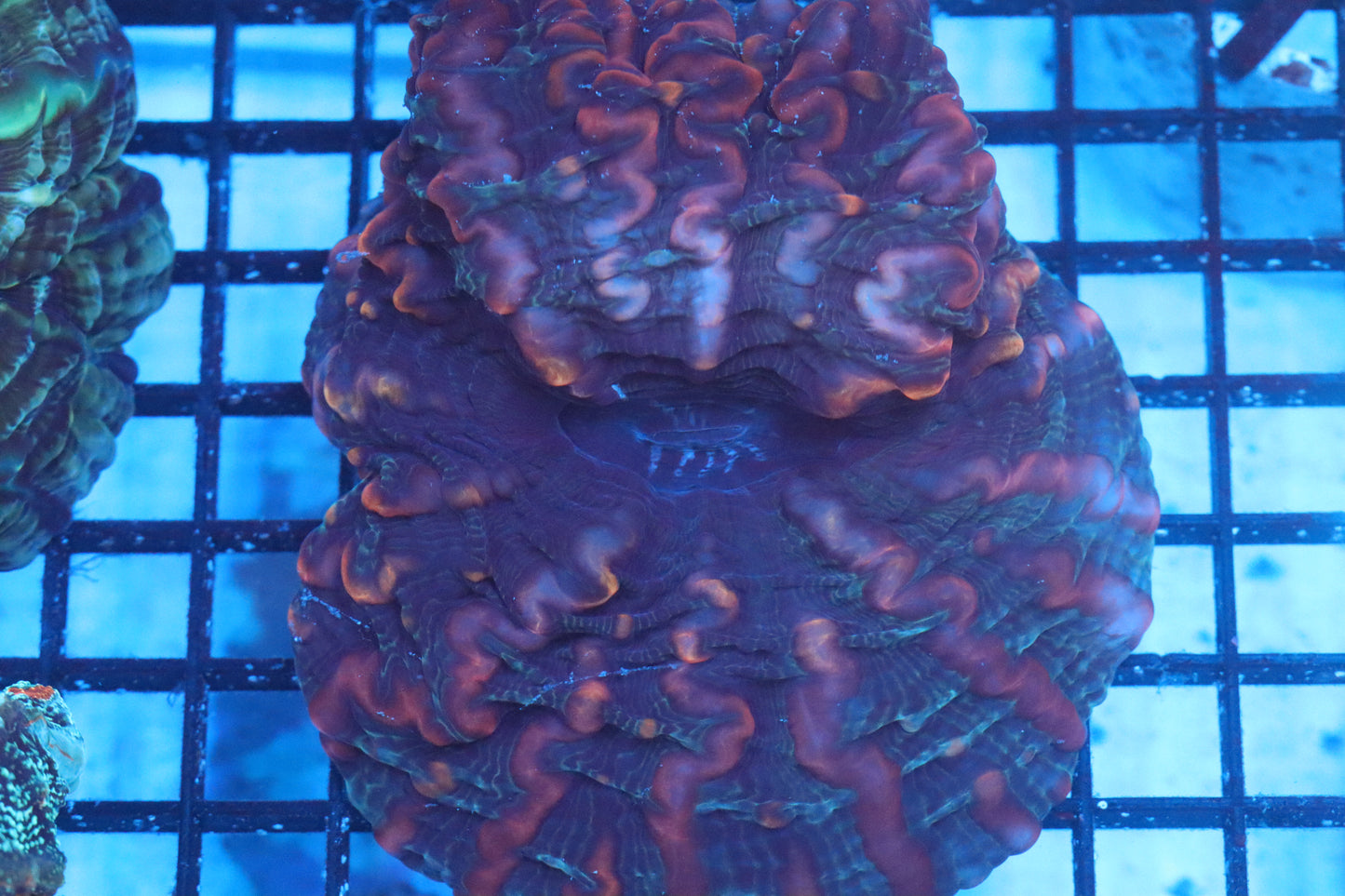 Multi Color Indophyllia (D107)