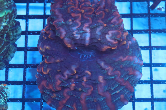 Multi Color Indophyllia (D107)