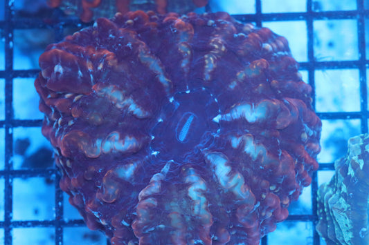 Multi Color Indophyllia (D108)