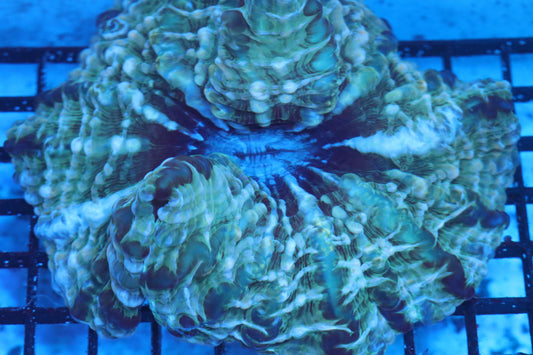 Multi Color Indophyllia (D109)