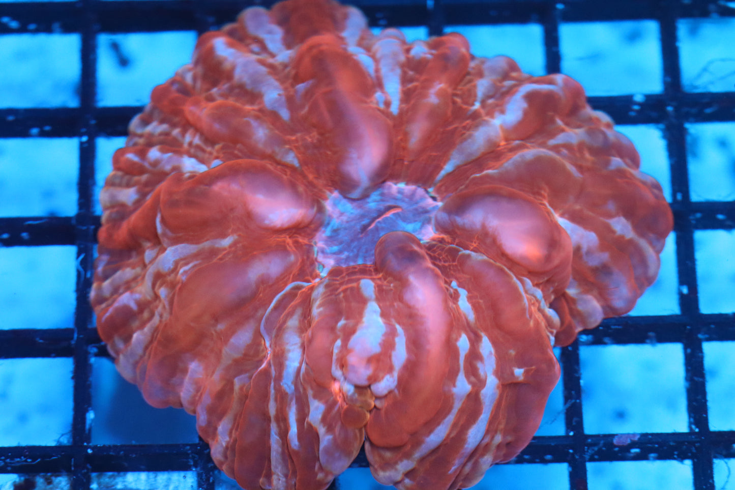 Multi Color Indophyllia (D110)