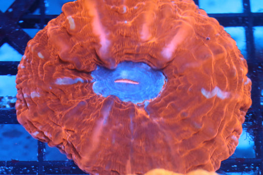 Multi Color Indophyllia (D111)