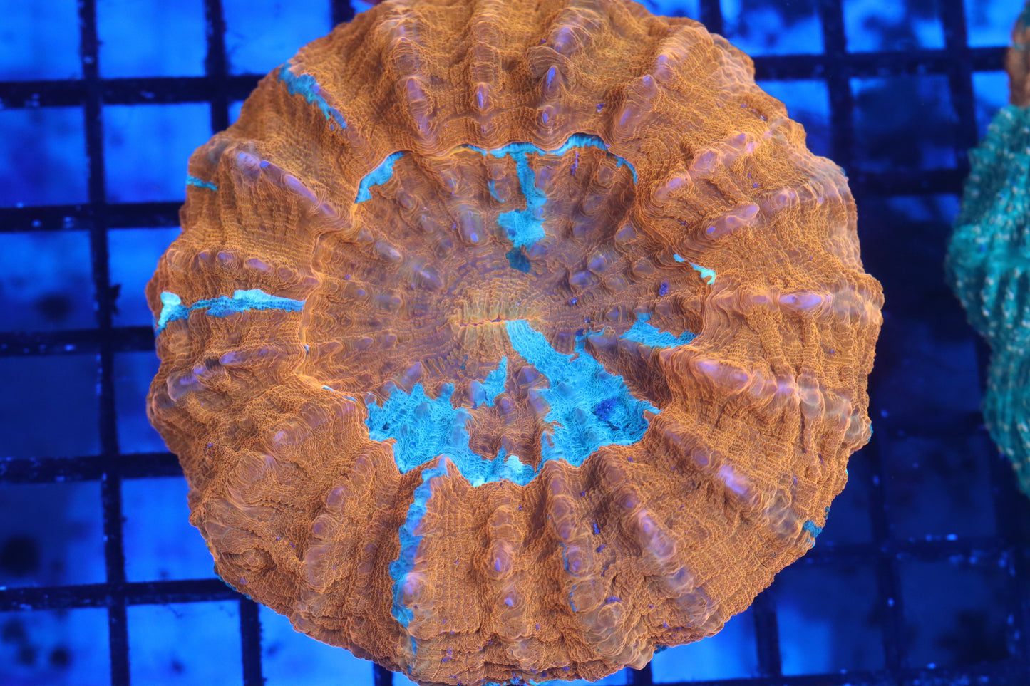 Orange Splatter Acantho (D112)
