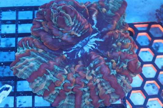 Multi Color Indophyllia (D114)