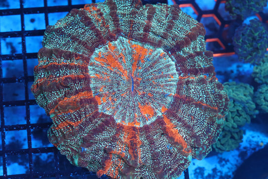 Galaxy Acantho (D115)