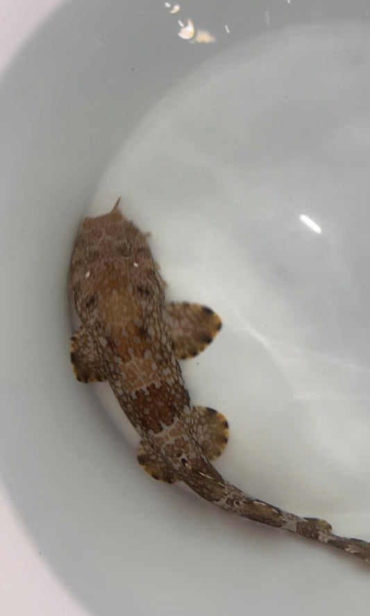 Banded Wobbegong Shark | Orectolobus ornatus-12"