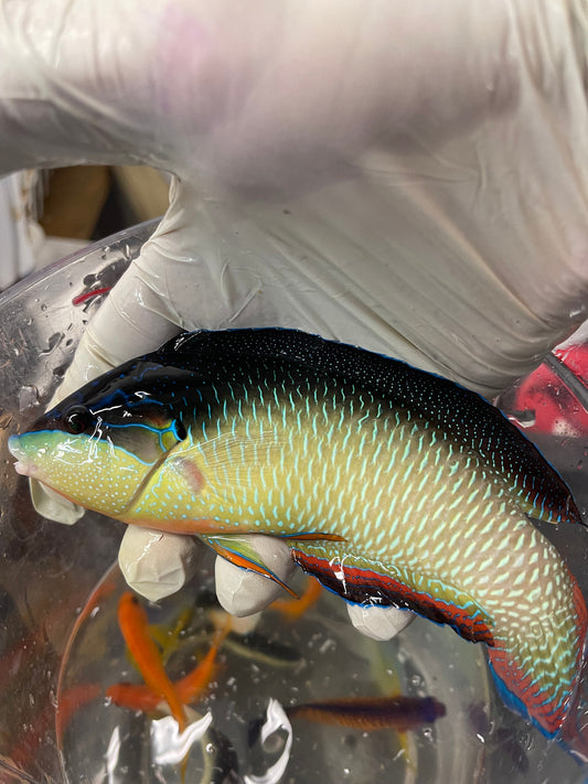 Black Backed (China) Wrasse | Anampses neoguinaicus (6”super male)