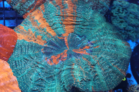 Orange Splatter Acantho (D116)