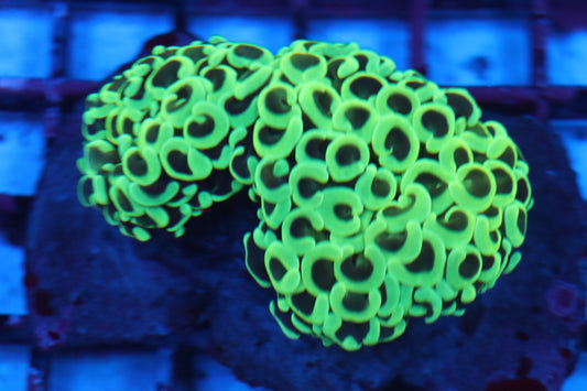 Neon Wall Hammer (C102)