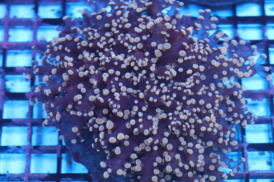Pink Wall Frogspawn (C105)