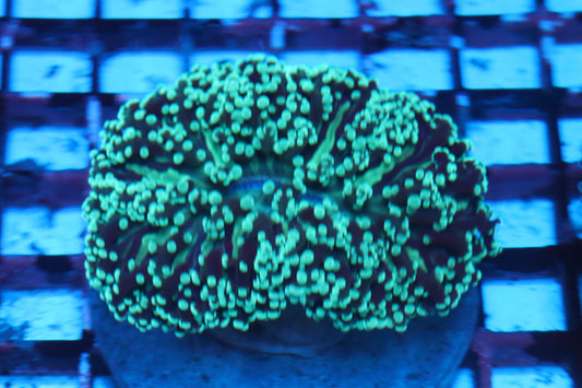 Neon Wall Frogspawn (C108)