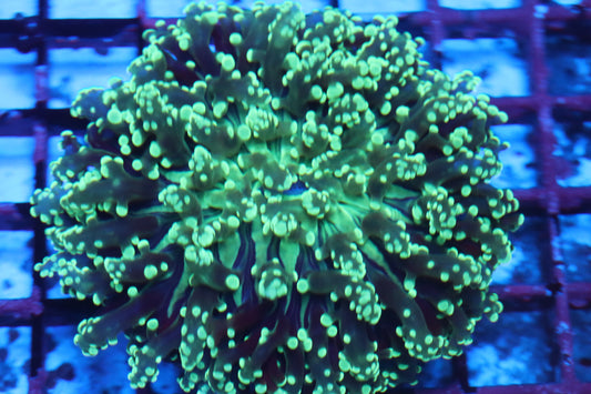 Neon Wall Frogspawn (C109)
