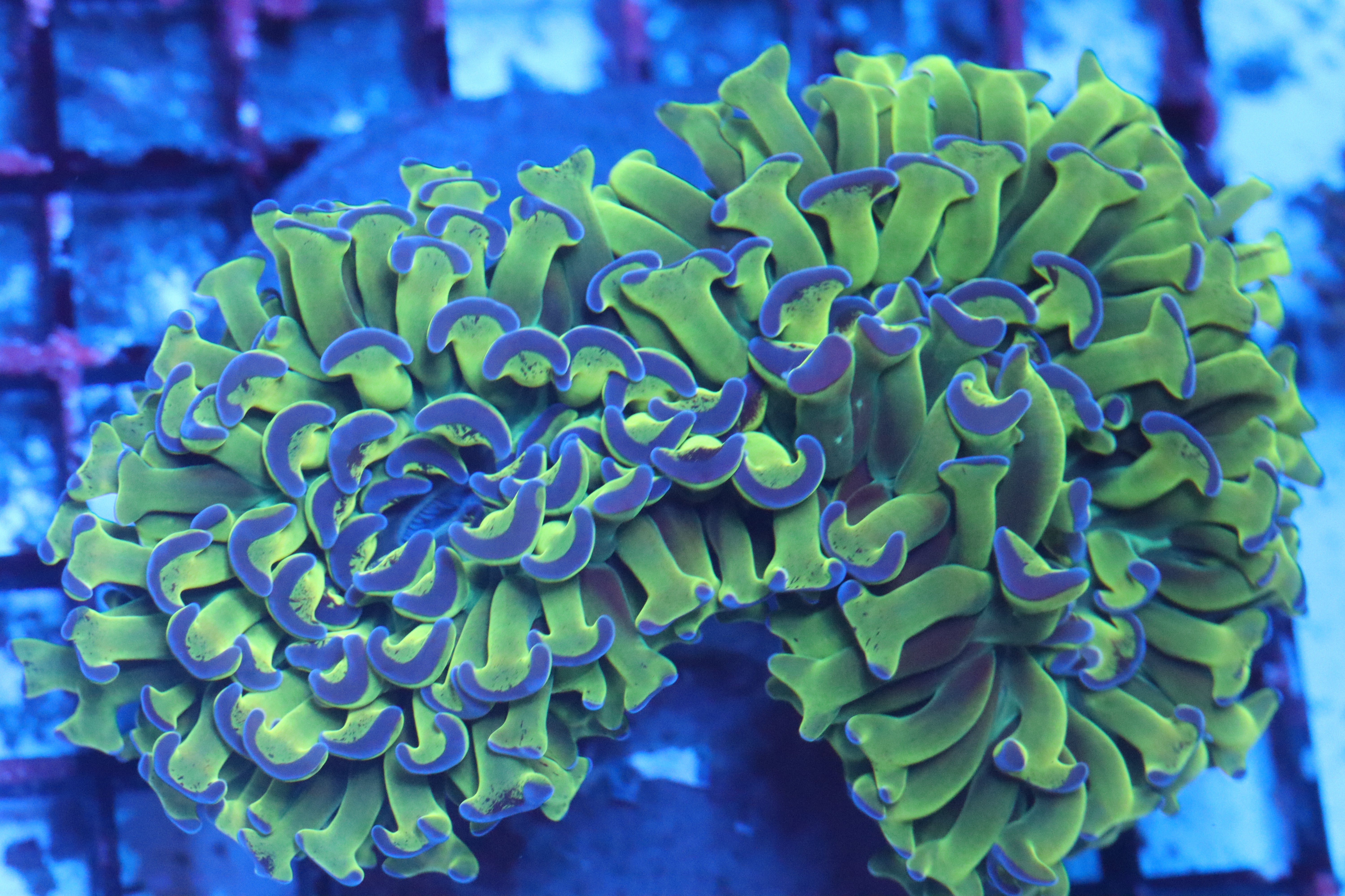 Colonies – NYAquatic