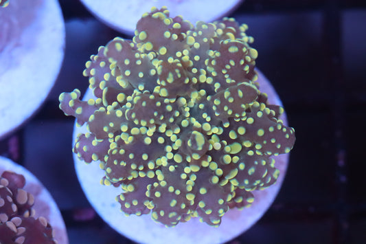 Neon Frogspawn (C123)
