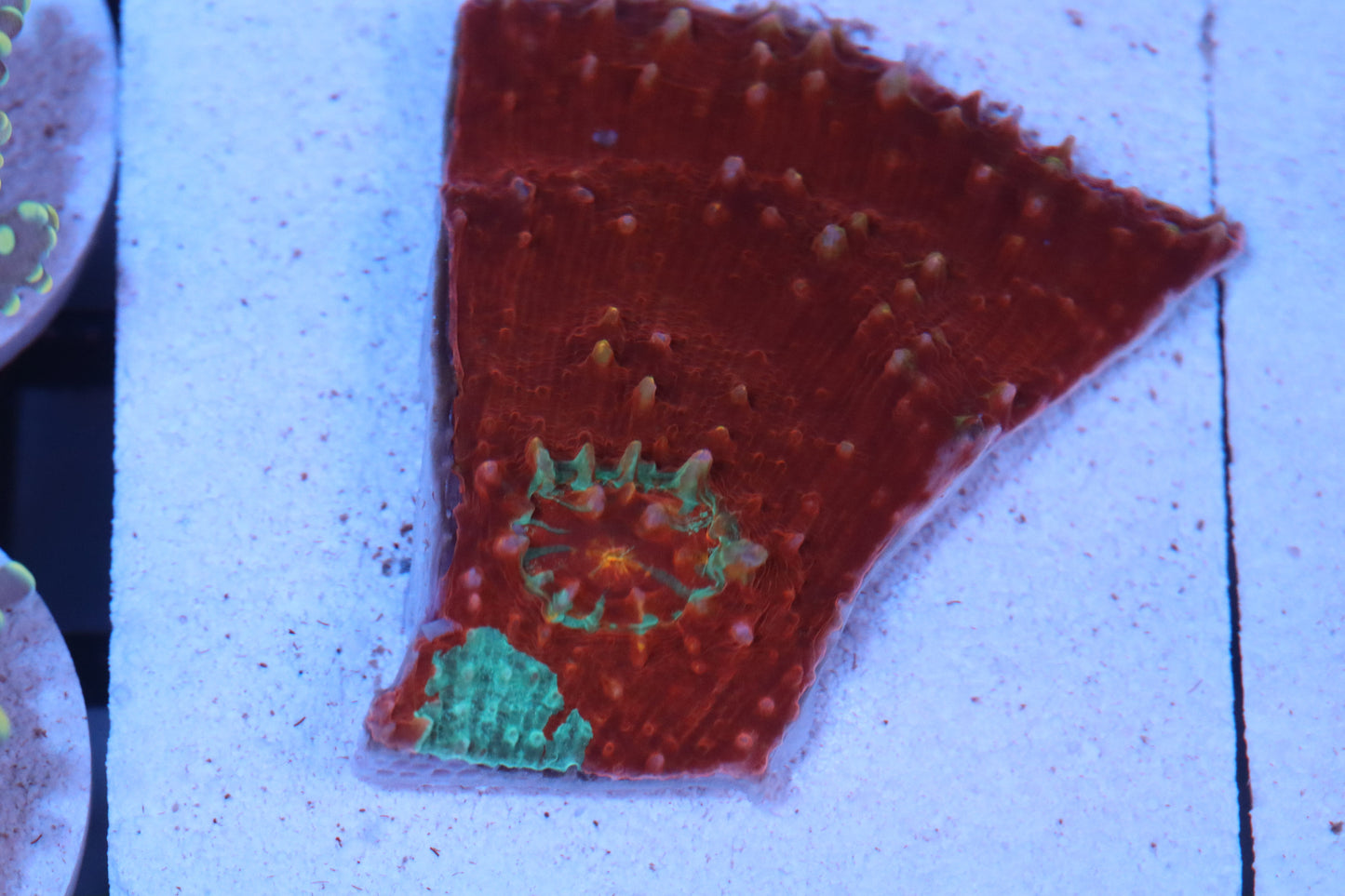 Red Mint Chalice (C118)