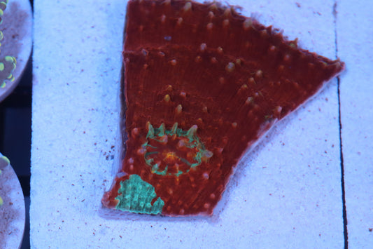 Red Mint Chalice (C118)