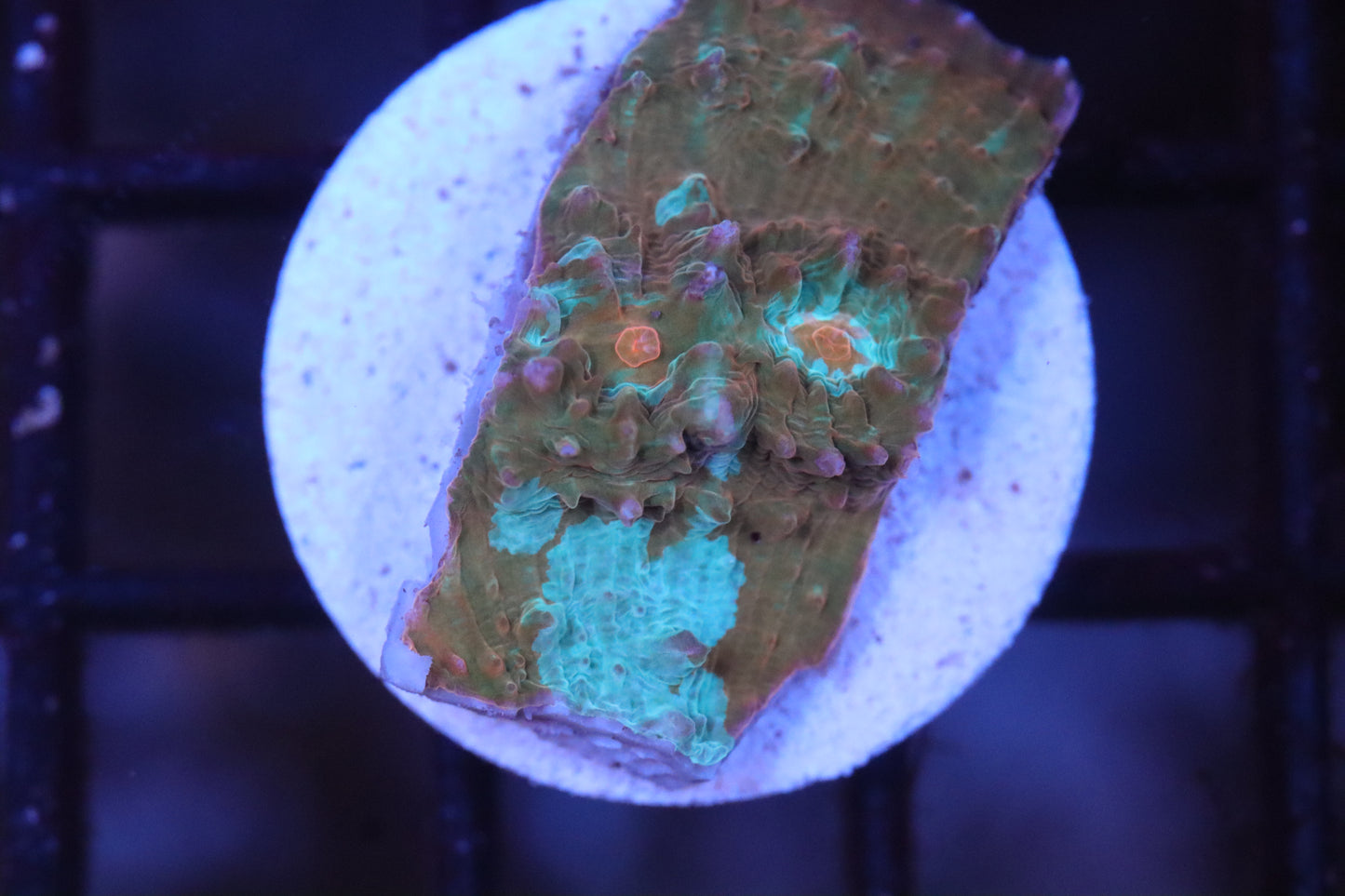 Minty Chalice (C117)
