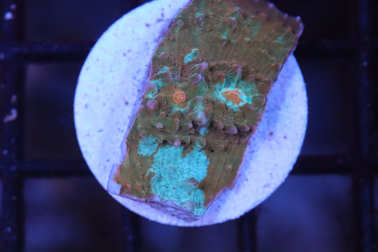 Minty Chalice (C117)