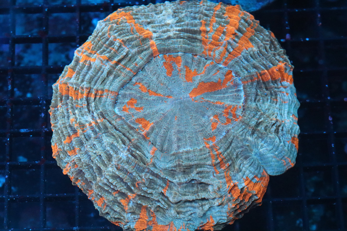 Orange Splatter Acantho (B238)