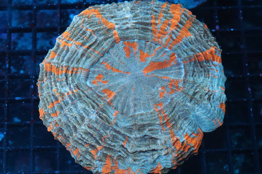 Orange Splatter Acantho (B238)