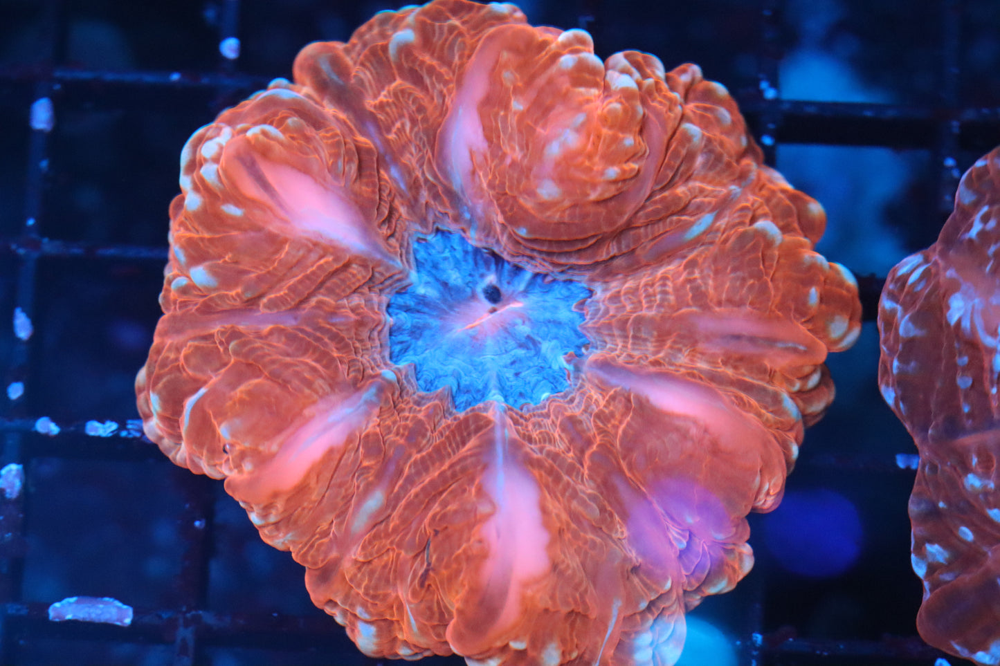Multi Color Indophyllia (B231)