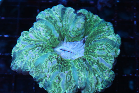 Multi Color Indophyllia (B233)