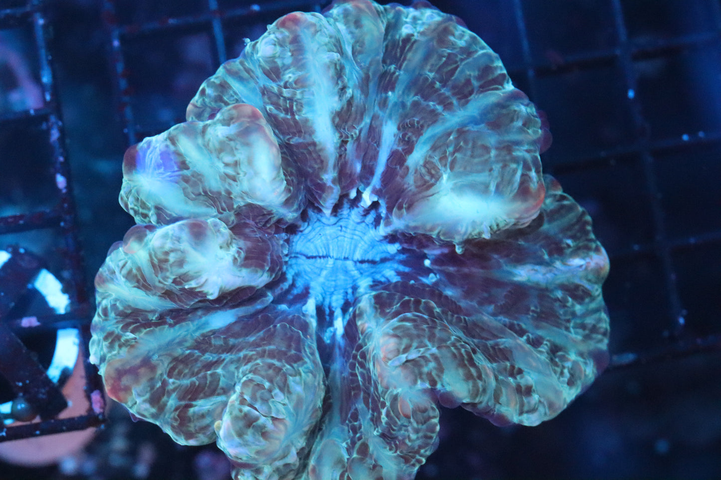 Multi Color Indophyllia (B237)