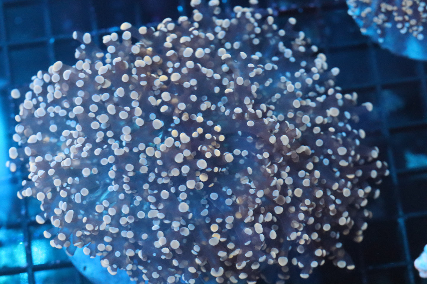 Pink Wall Frogspawn (B240)
