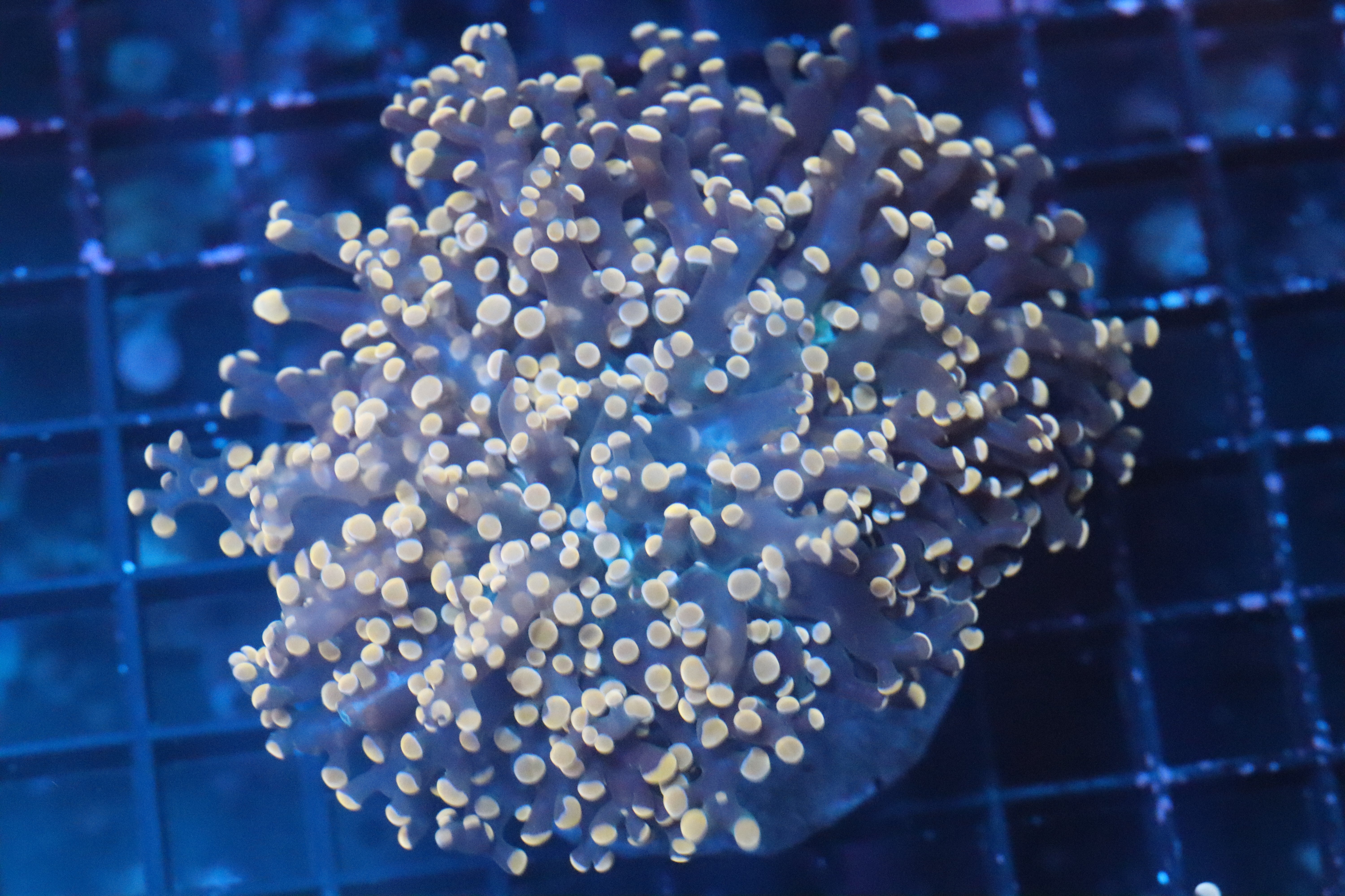 Pink Chunky Frogspawn (B241) – NYAquatic