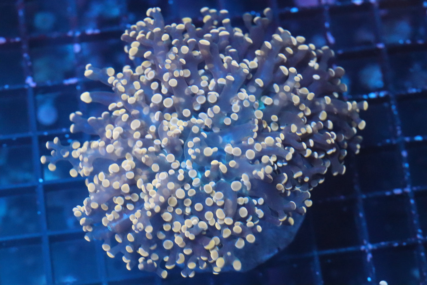 Pink Chunky Frogspawn (B241)