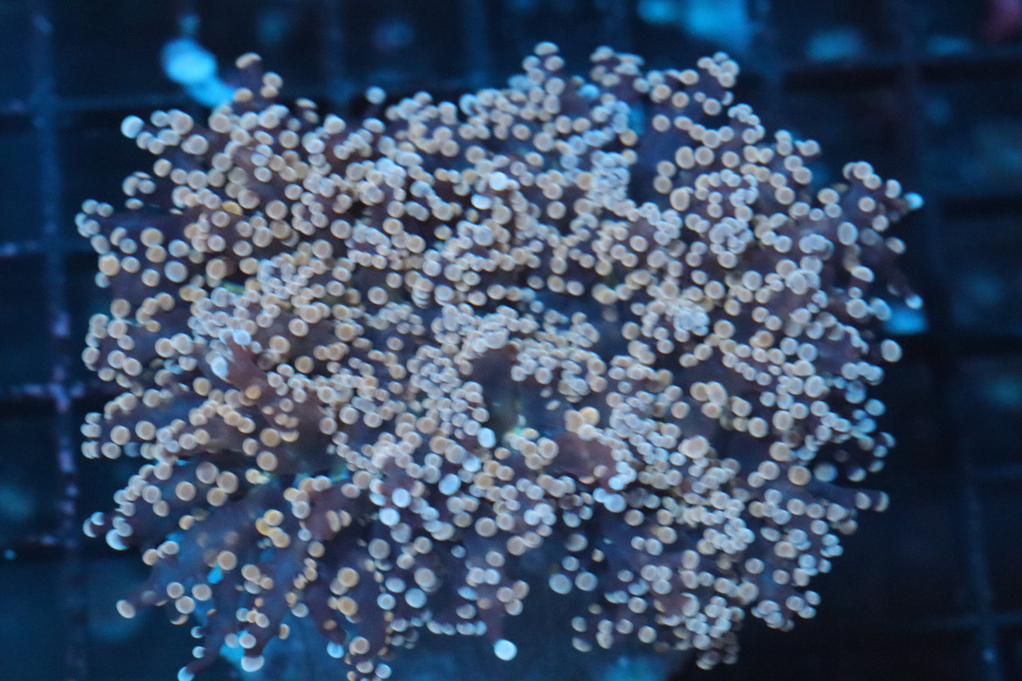 Pink Chunky Frogspawn (B242)