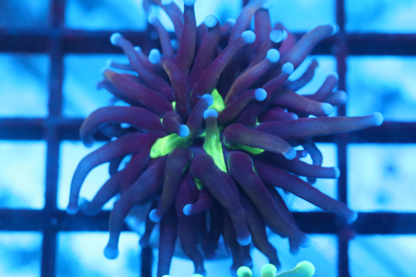 Neon Mouth Torch (B246)