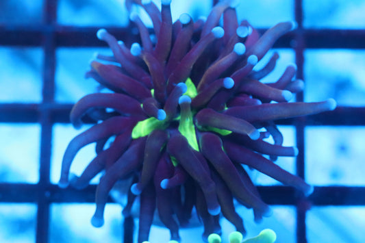 Neon Mouth Torch (B246)