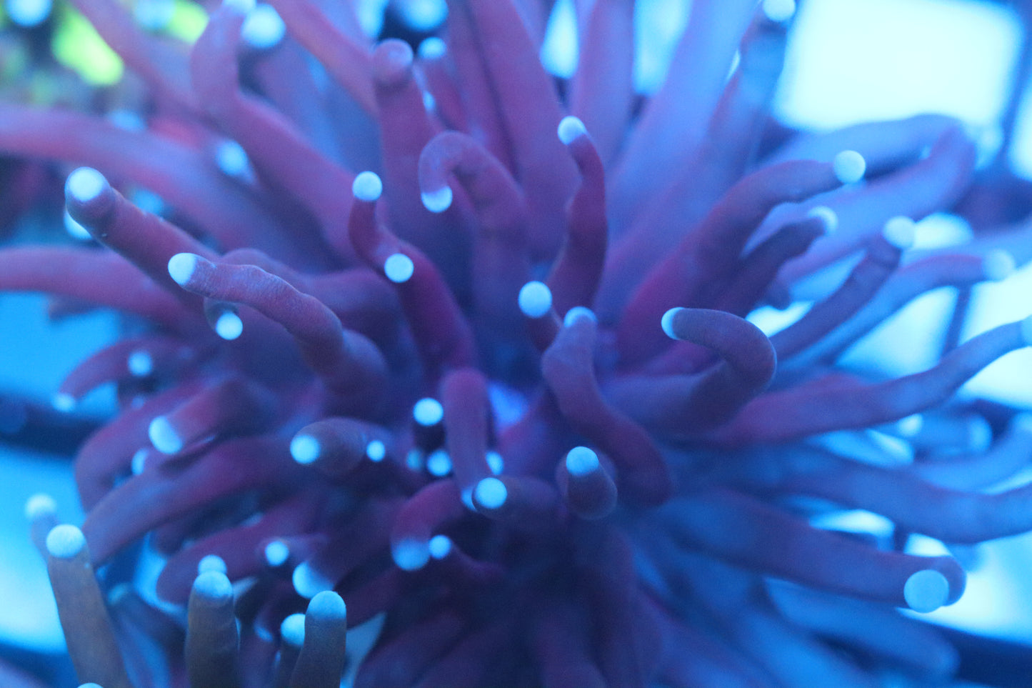 Blue Tip Torch (B244)