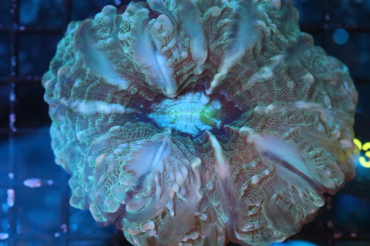 Multi Color Indophyllia (B234)