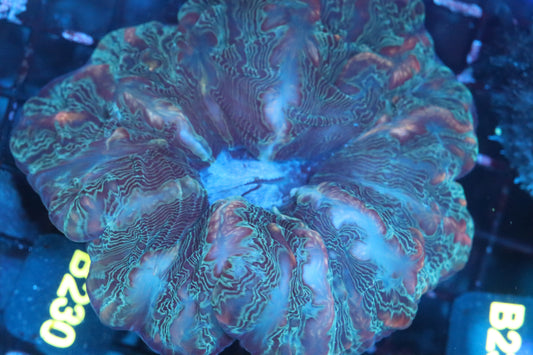 Multi Color Indophyllia (B230)