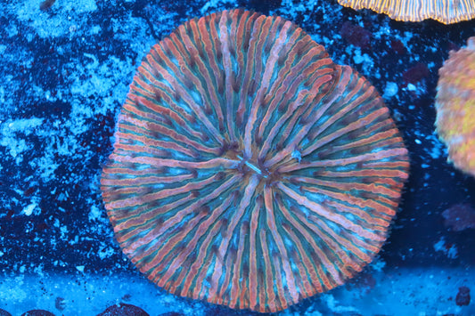 Orange Plate (A139)