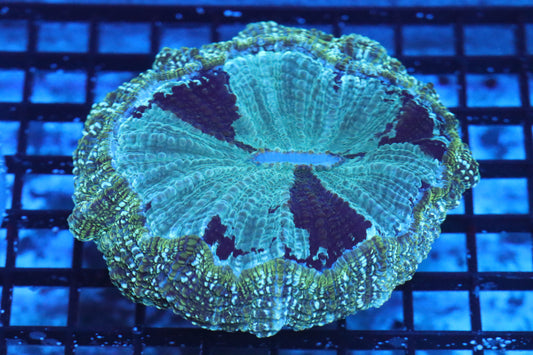 Aussie Acantho (A126) Medium