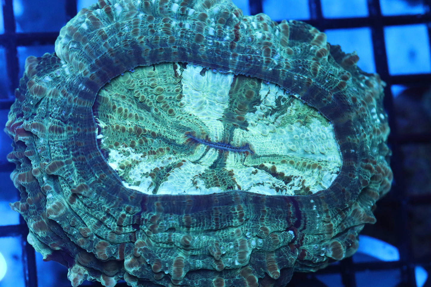 Aussie Acantho (A137) Medium