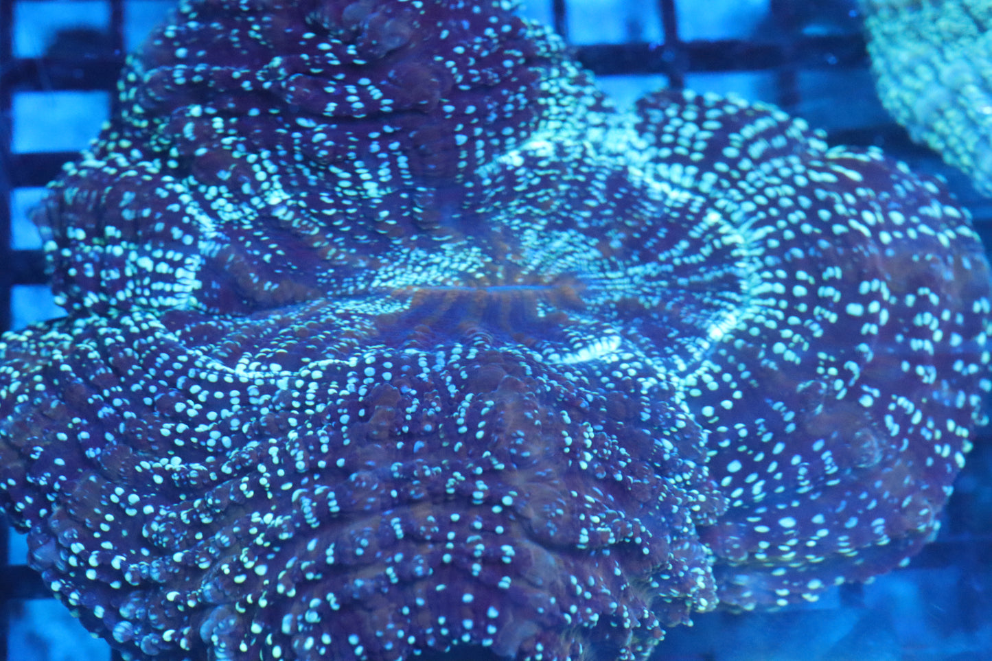 Aussie Acantho (A138) Medium