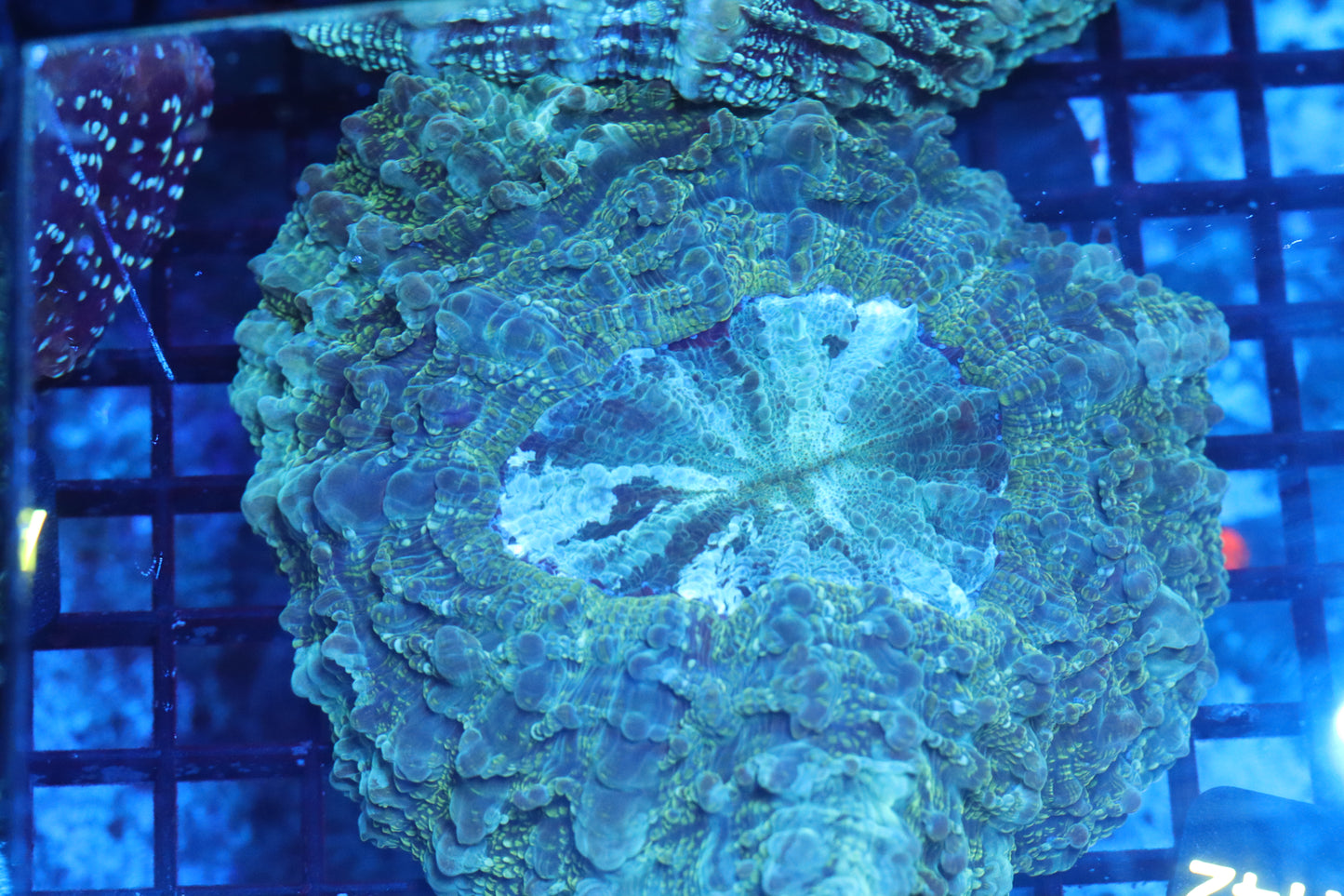 Aussie Acantho (A142) Medium