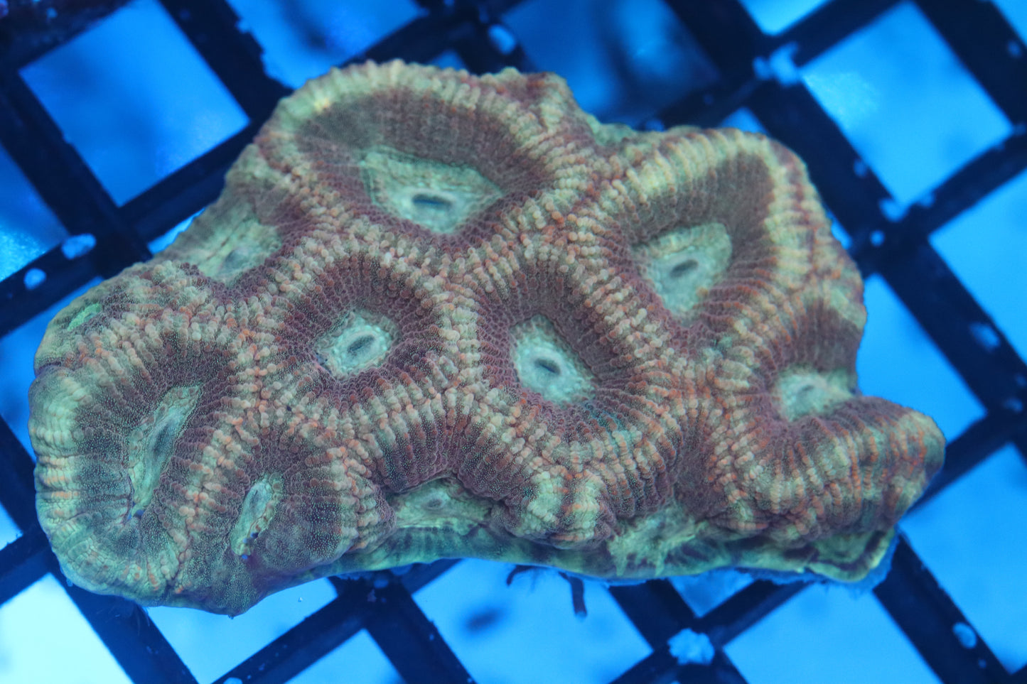 Favia Colony (A212)