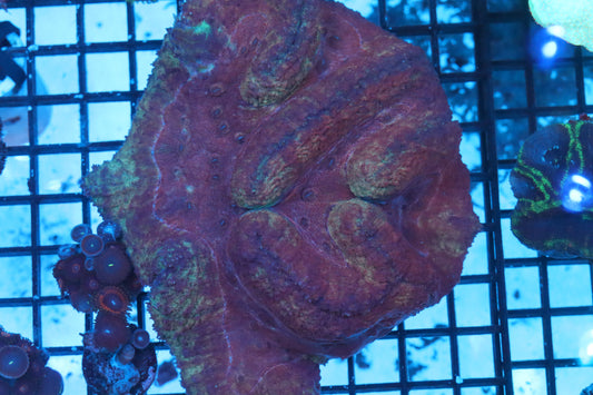 Symphyllia Brain WYSIWYG (A223)