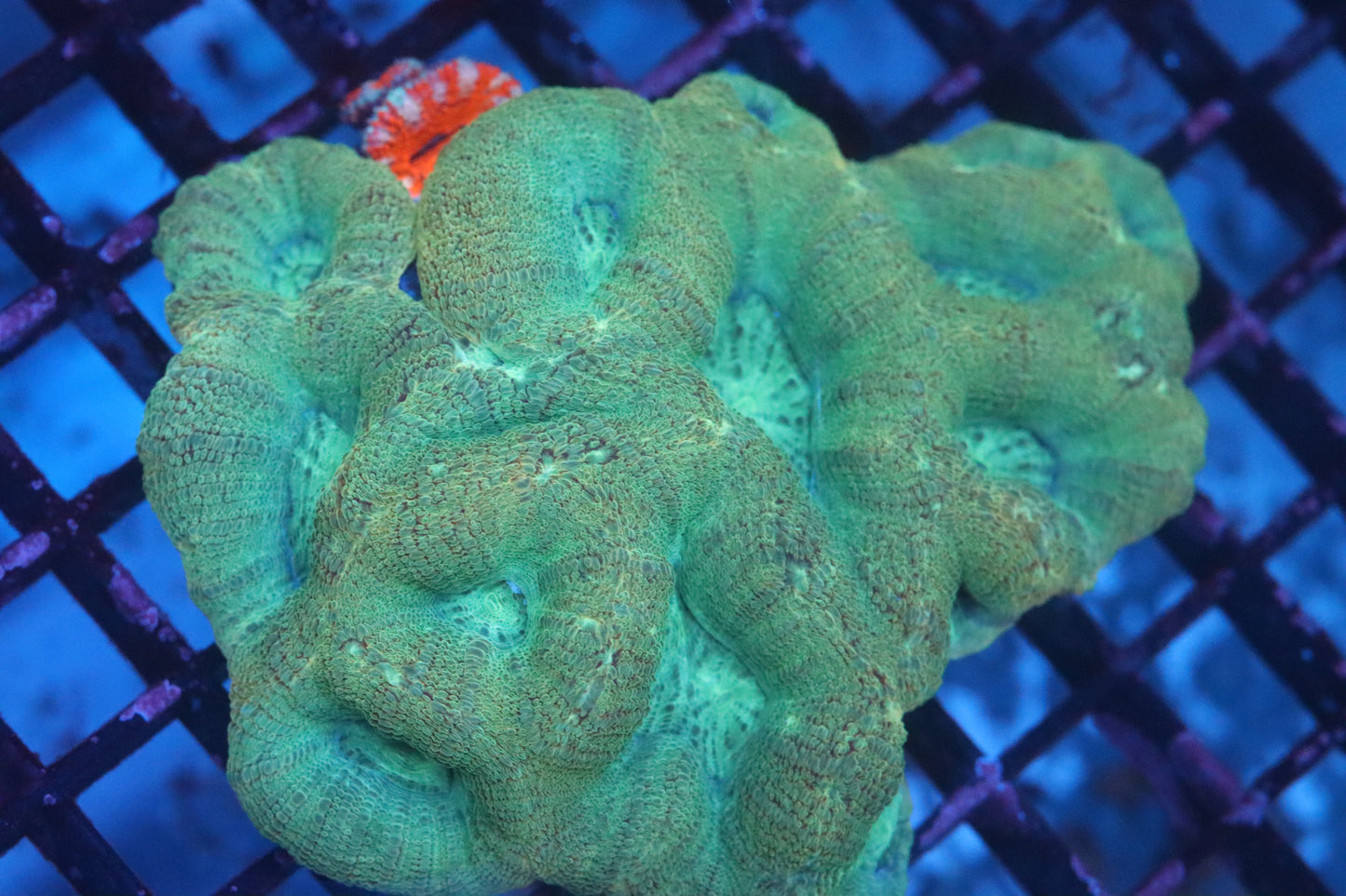 Green Bowerbanki w/ Micromussa Baby WYSIWYG (A222)