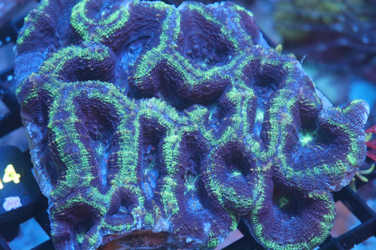 Blue Marble Bowerbanki (A221)