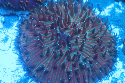 Stripe Tentacle Plate (A249)