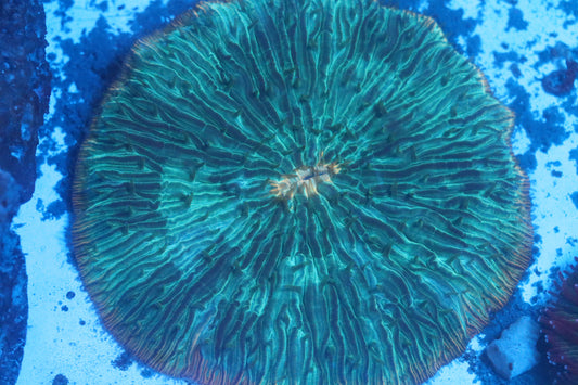 Green Tentacle Plate (A236)