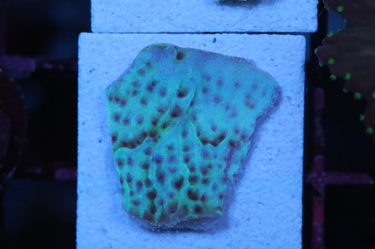 Teal Monti  (A204)