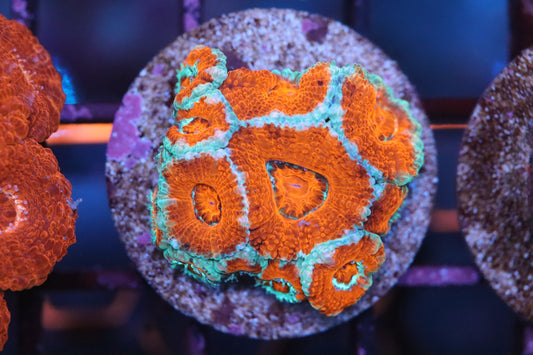 Red & Teal Micromussa (B94)