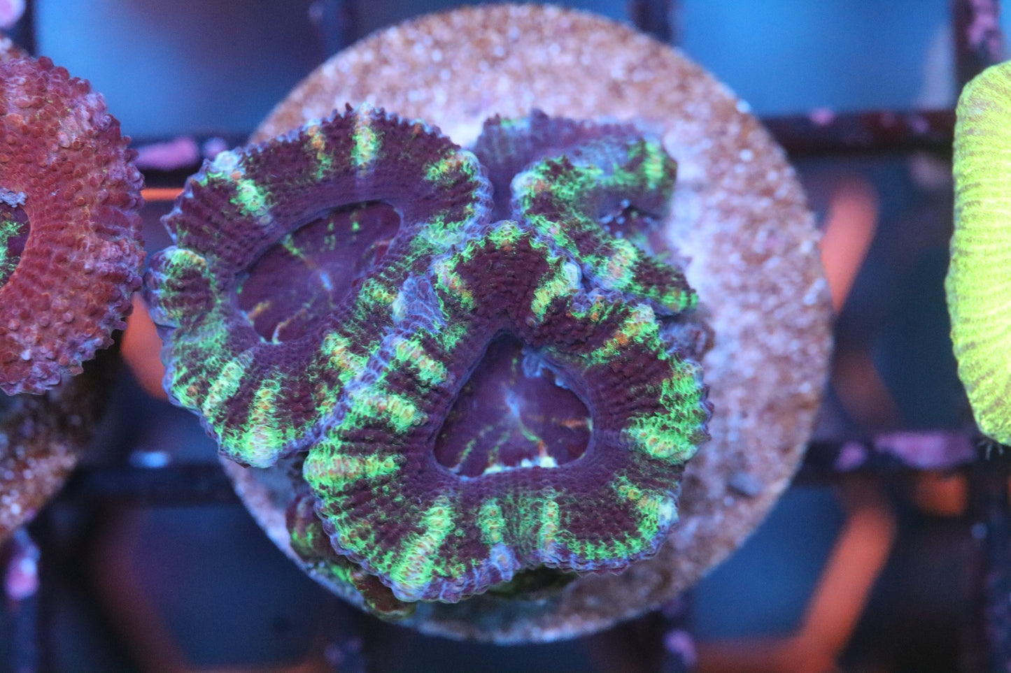 Green Stripe Micromussa (A201)